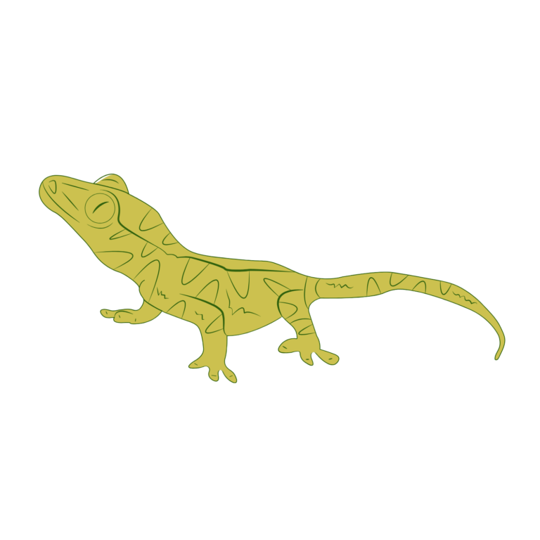 Geckly Lizard